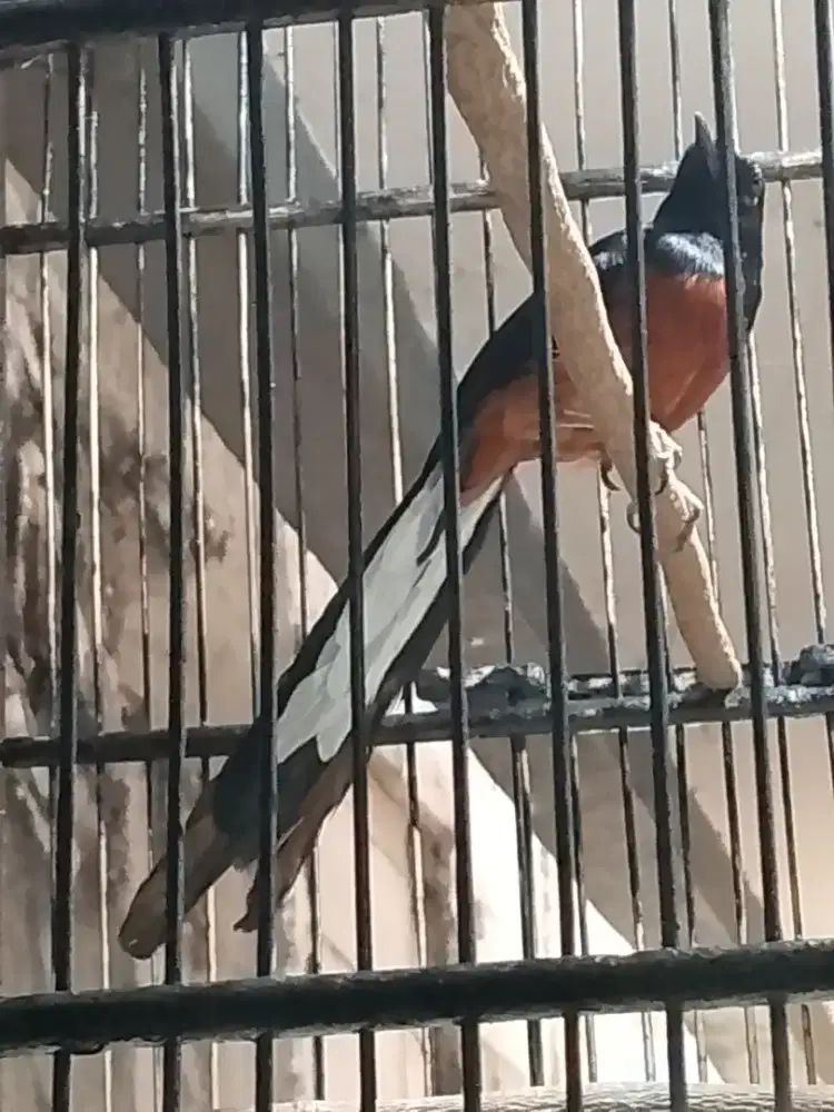 murai medan hutan gacor