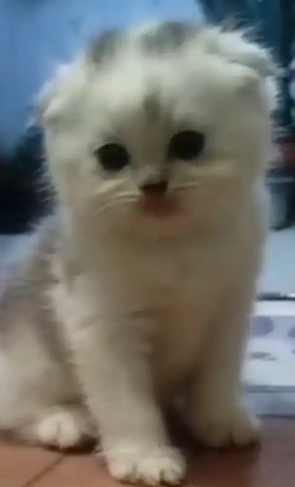 Kucing betina scottish fold, kucing persia, bsh/brithis sothair