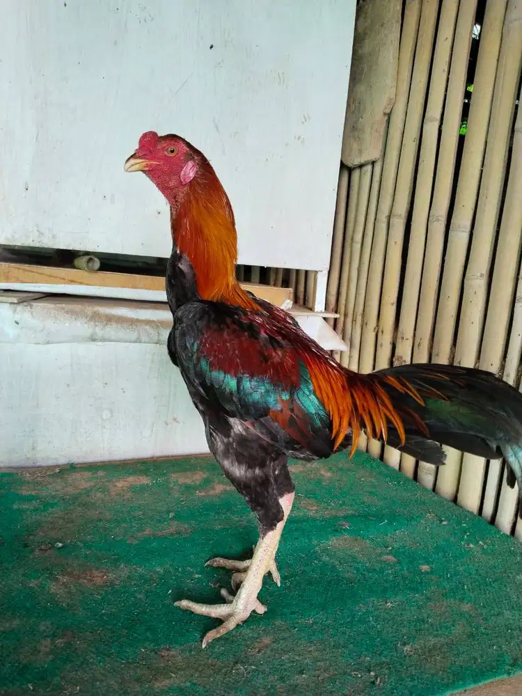 Ayam bangkok muda