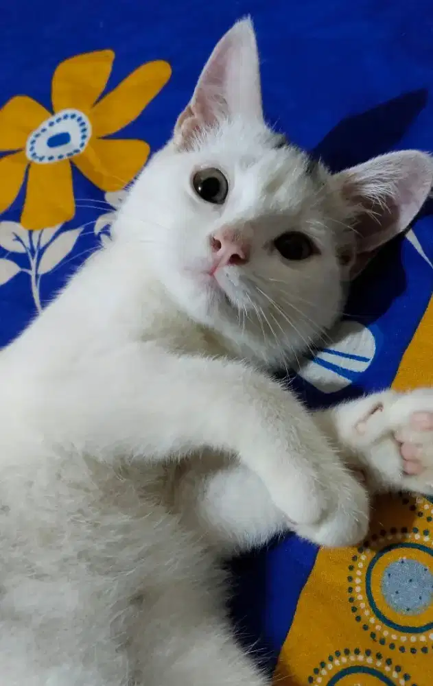 Kitten Khoa manee mix Anggoro