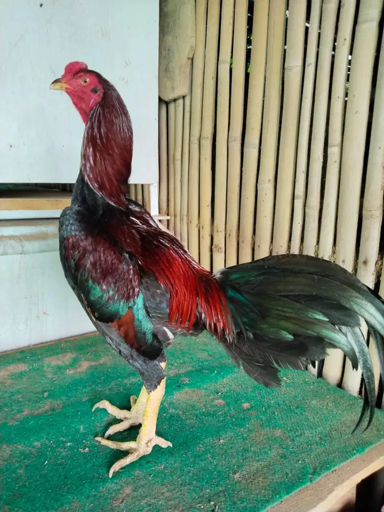 AYAM BANGKOK LANCURAN