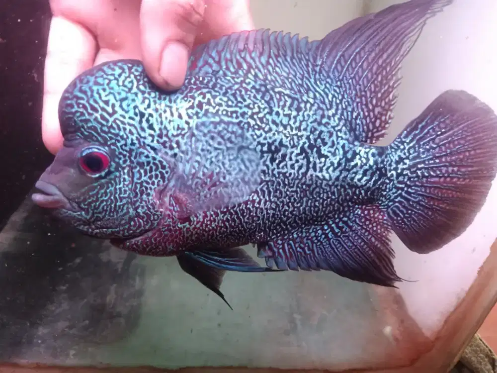 louhan / lohan chenchu