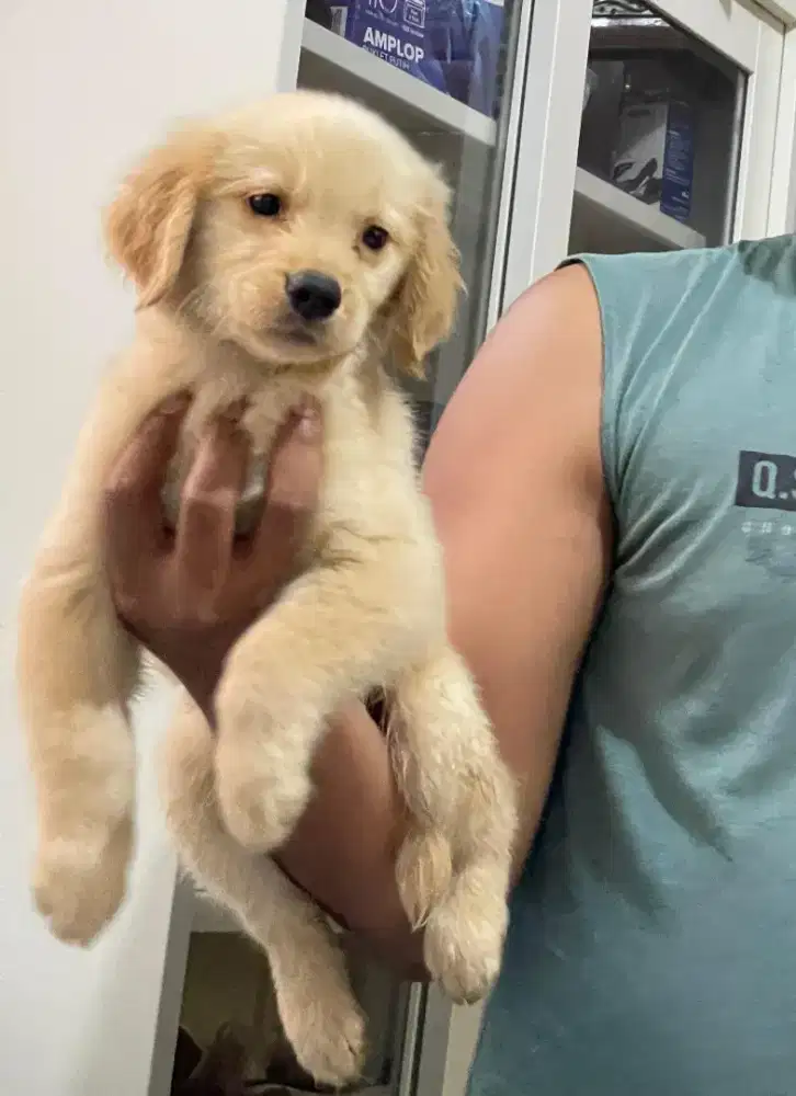 Anak Golden Retriever Puppy Golden Retriever