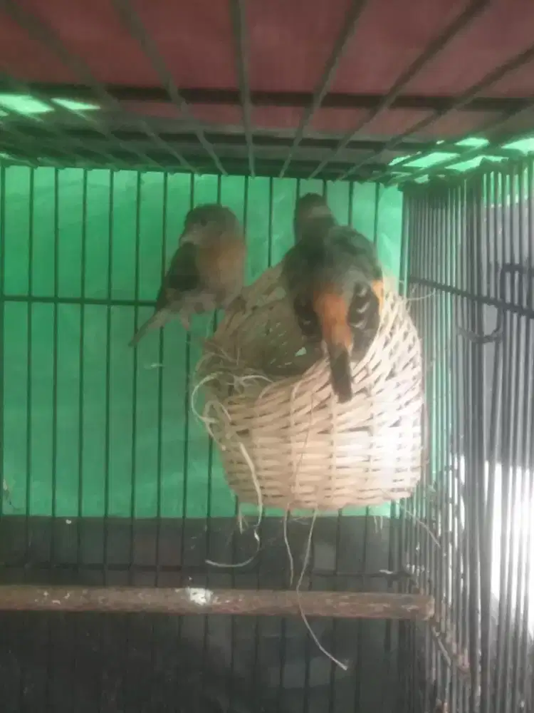 Redsiskin sepasang sudah bertelur