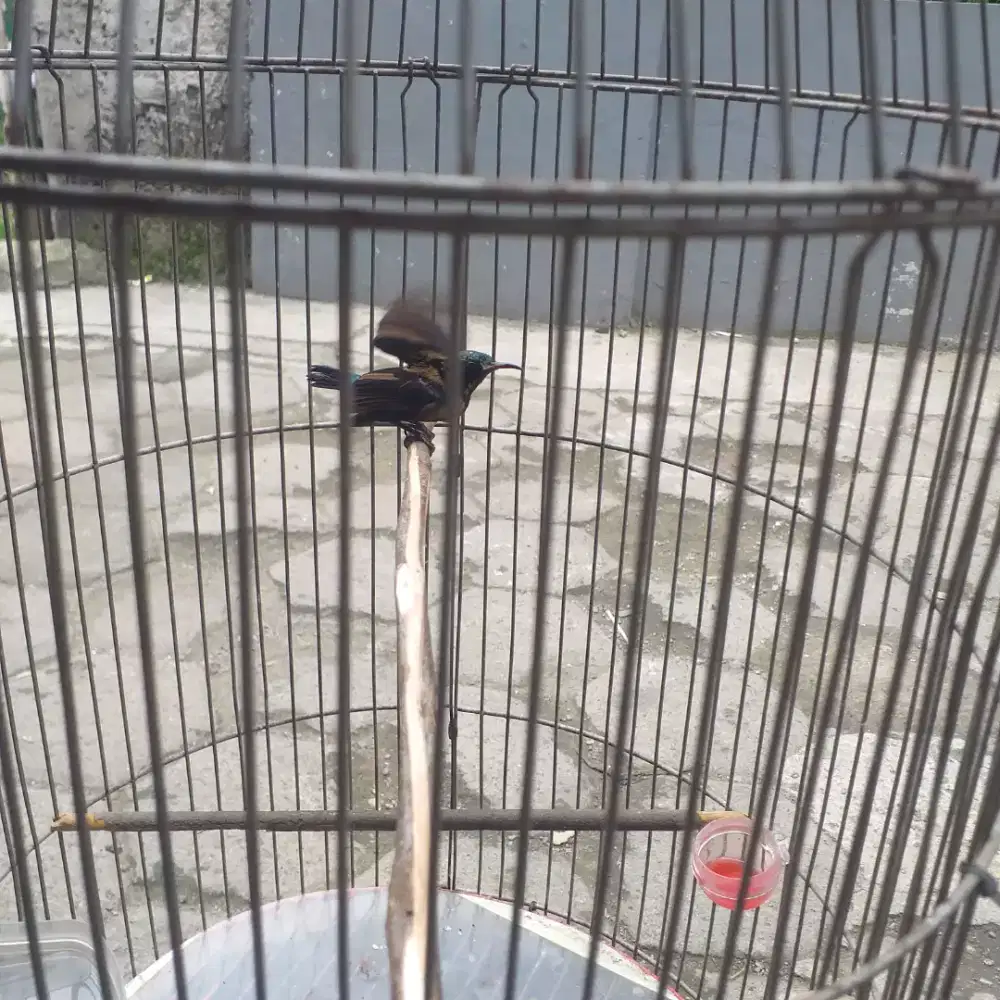 Konin trotol dacoc fs