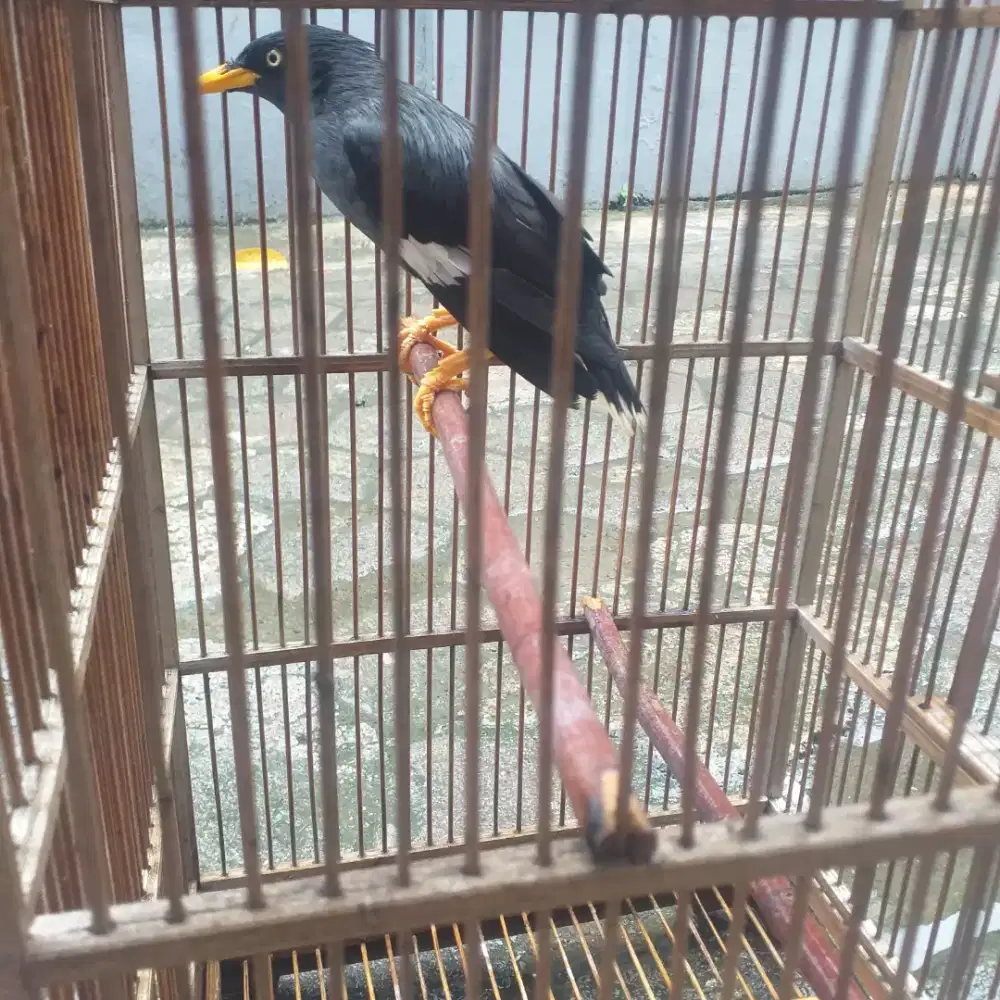 Jalal kebo semi maput fs