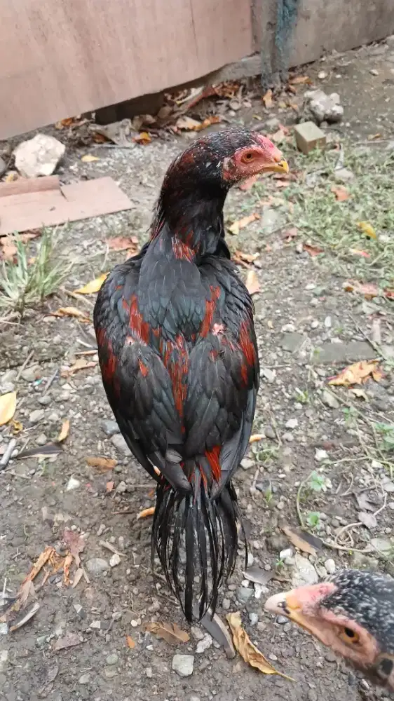 Anak ayam madura x bangkok