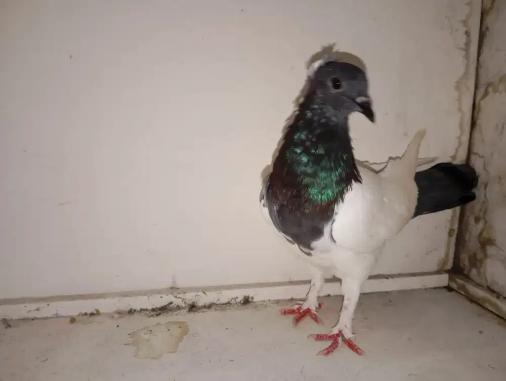 Burung merpati / burung dara