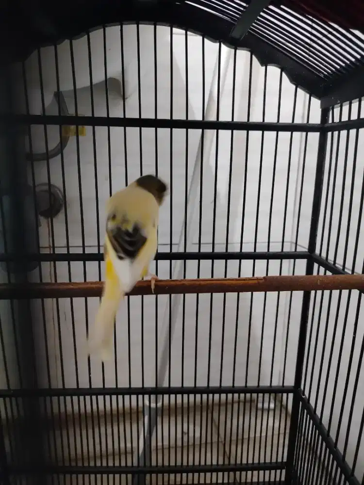 Kenari af postur jingking