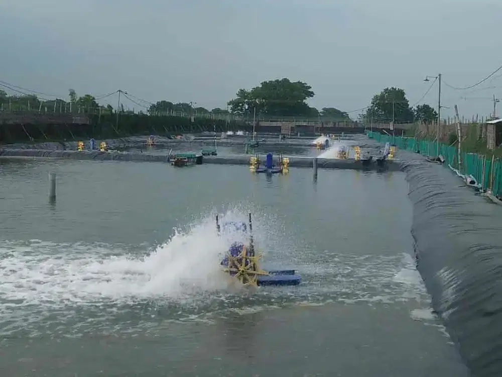 Dijual tambak udang siap pakai komplit dengan peralatan dan bangunan