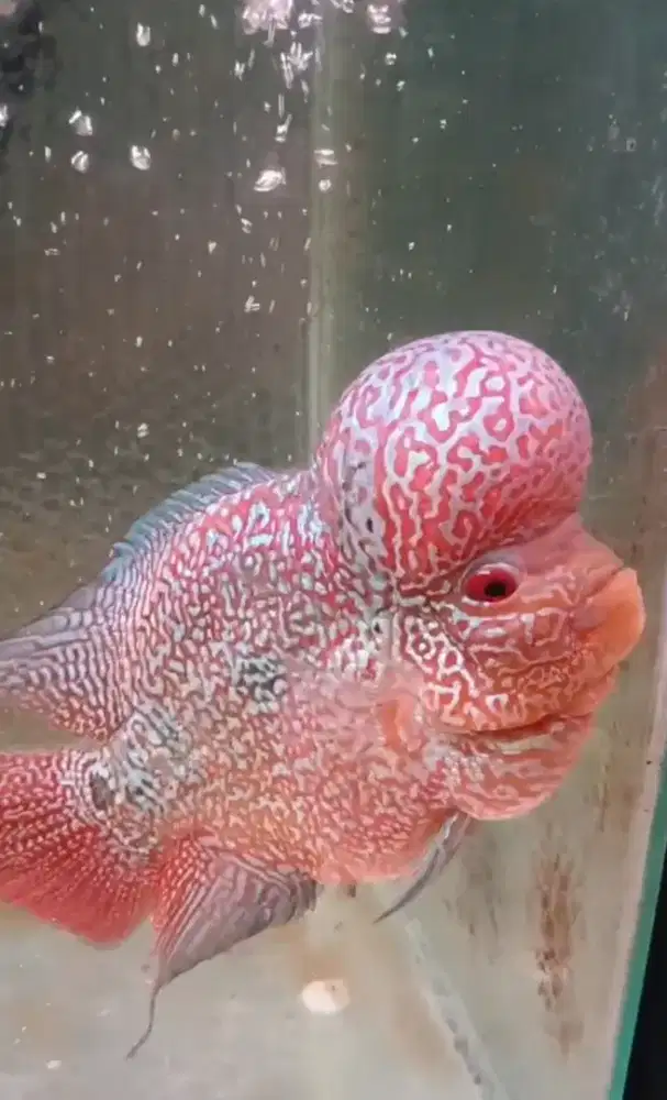 Ikan louhan CC (Cencu)