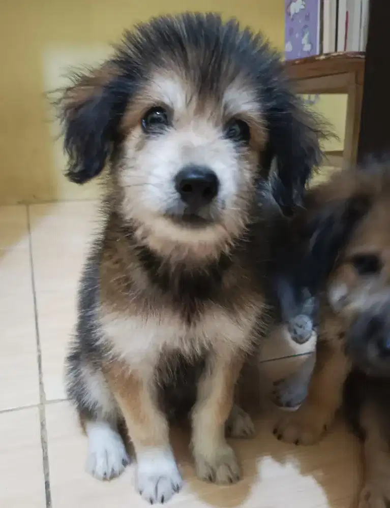 Anak Anjing Poodle Mix/Puppy Mix Lucu