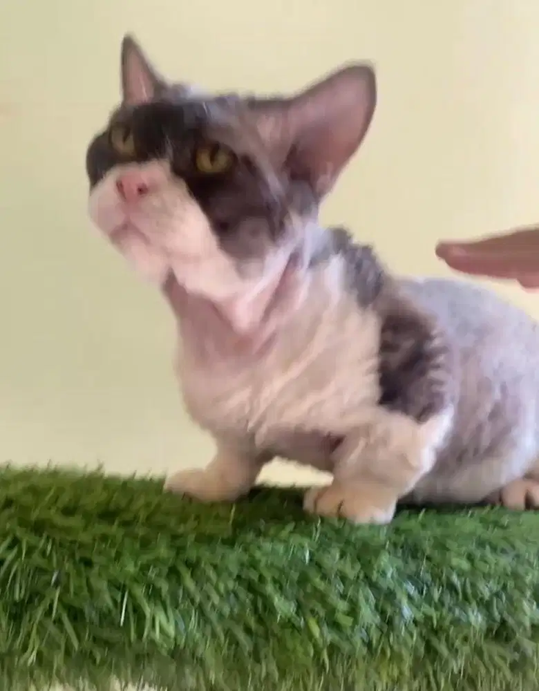open pacak devon rex munchkin