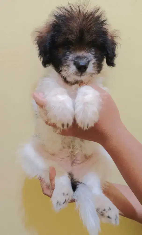 Anak Anjing Poodle Mix Lucu/Pupy Lucu Puppy anak anjing
