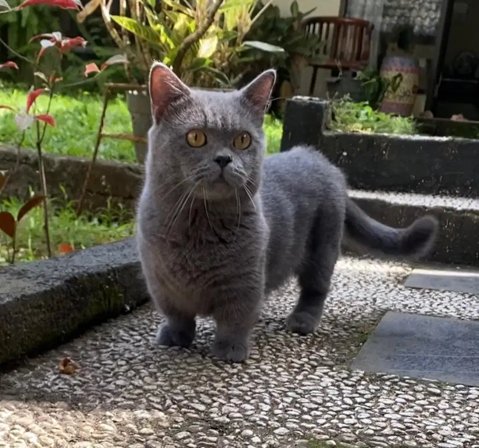 open pacak bsh munchkin