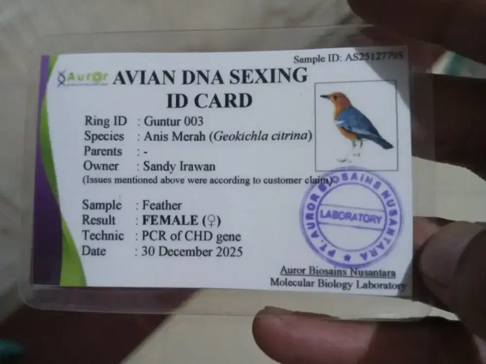 ANIS MERAH BETINA DNA