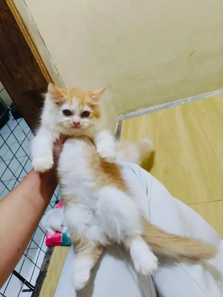 Persia Oren putih betina