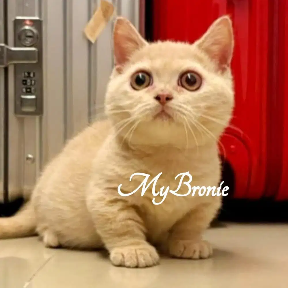 Kucing munchkin british betina cream