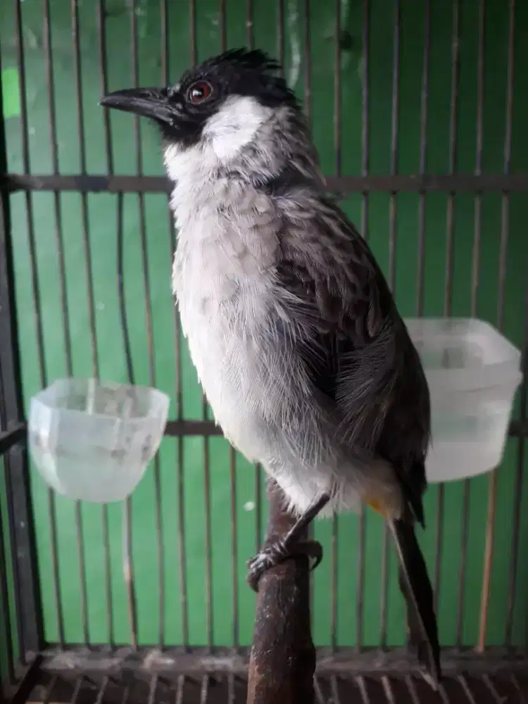 Kutilang jantan gacor di bogor