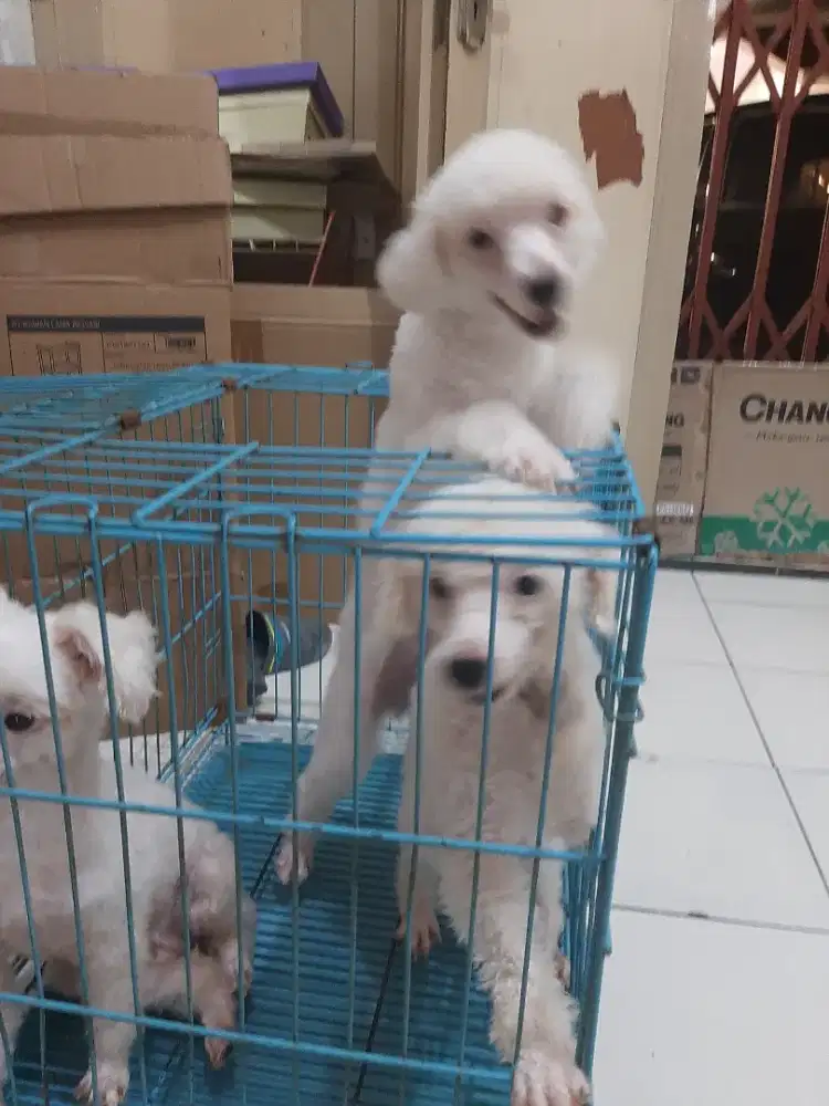 Anjing white poodle