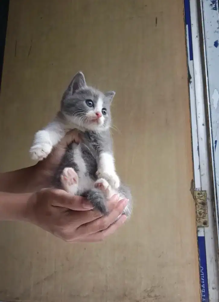 Bsh bicolor male 3bulan