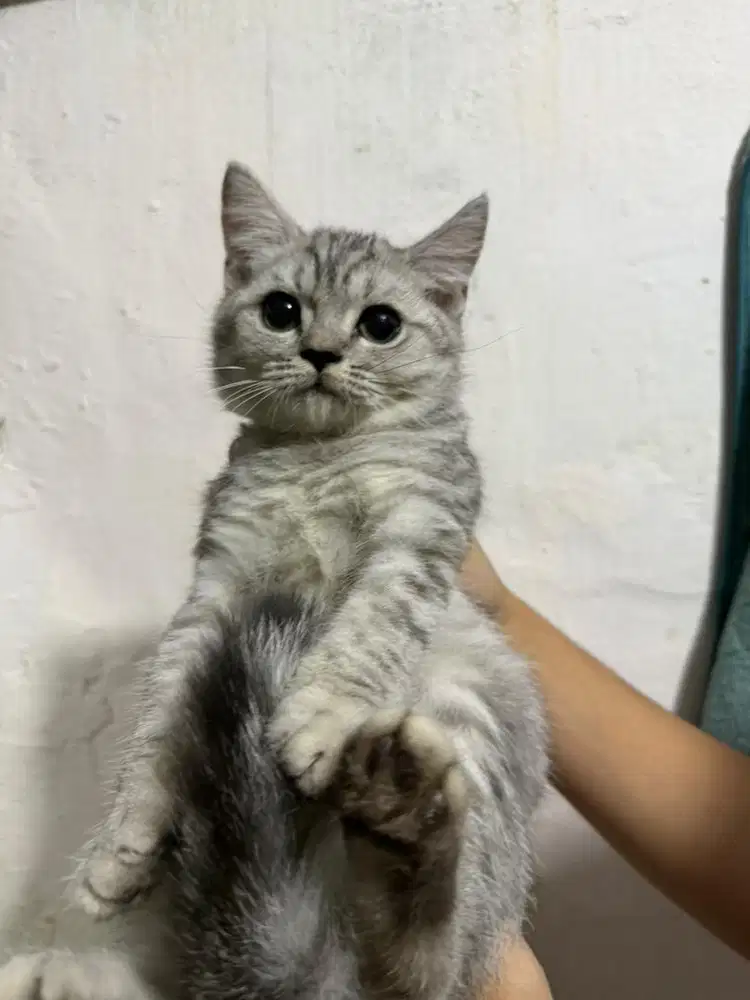 Kucing Bsh silver tabby