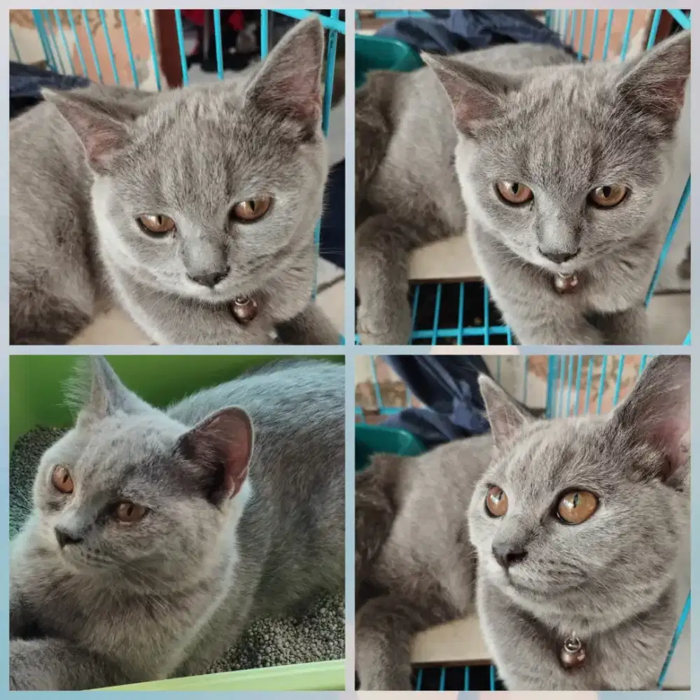 3 ekor Anak kucing BSH