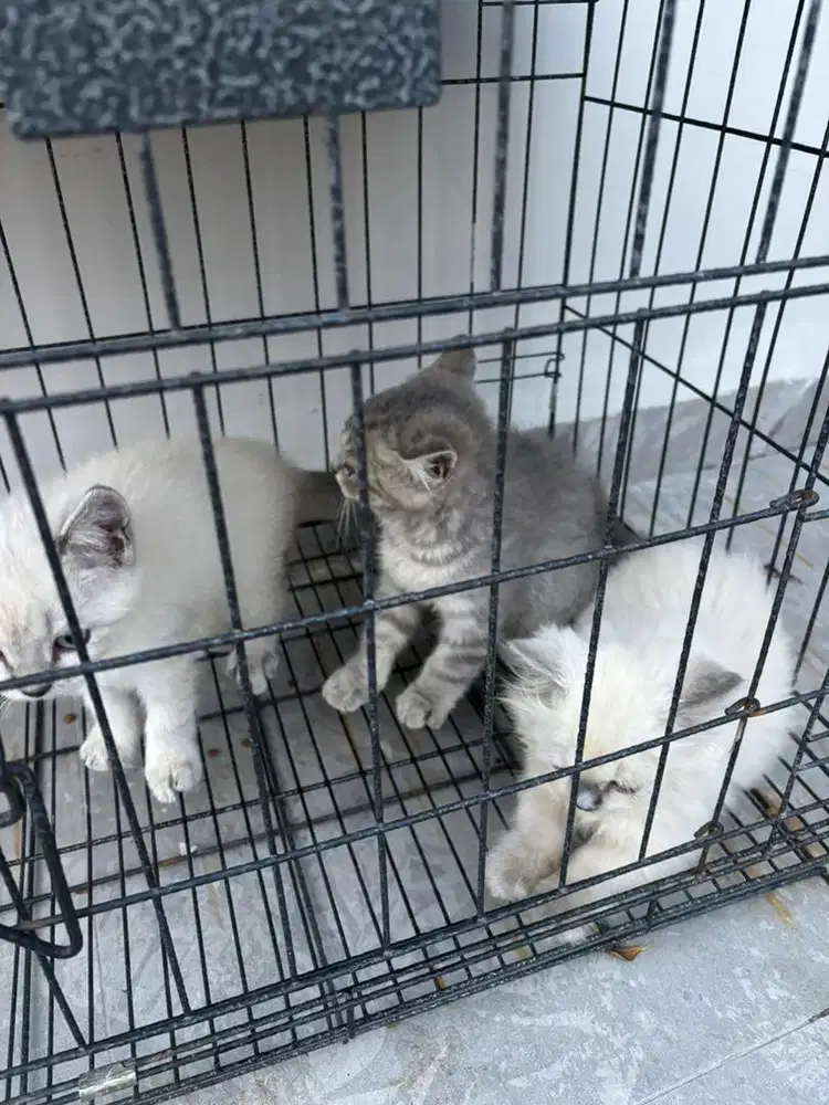 Dijual anak kucing BSH mix