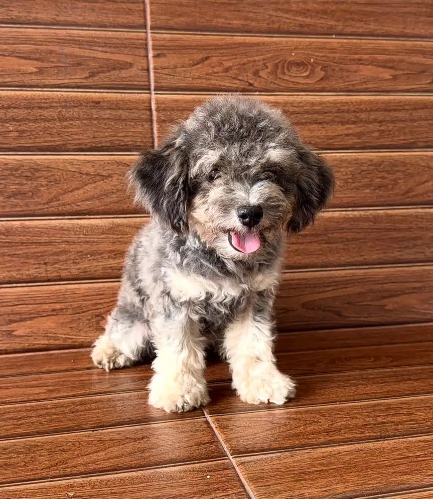 Silver Toy Poodle Male (STB Surat Lengkap, sudah Vaksin)