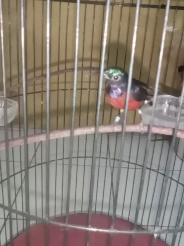 Konin damer gacor cor bunyi dominan  isian fullset