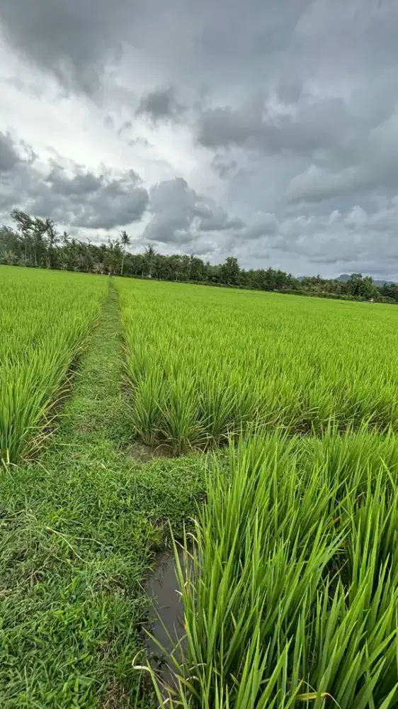 Dijual sawah produktif
