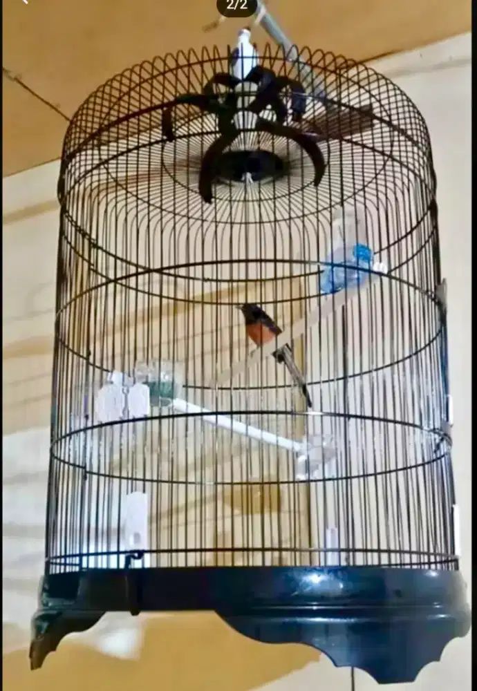 Kandang besi murai no 2 uk 58cm