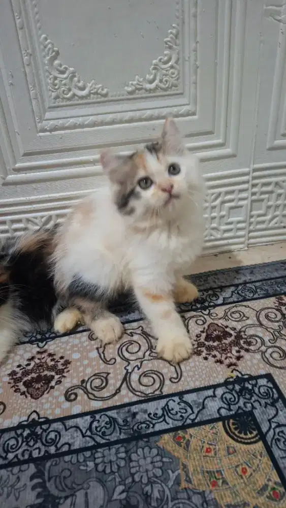 Anak kucing anggora/kitten persia betina/kucing persia betina