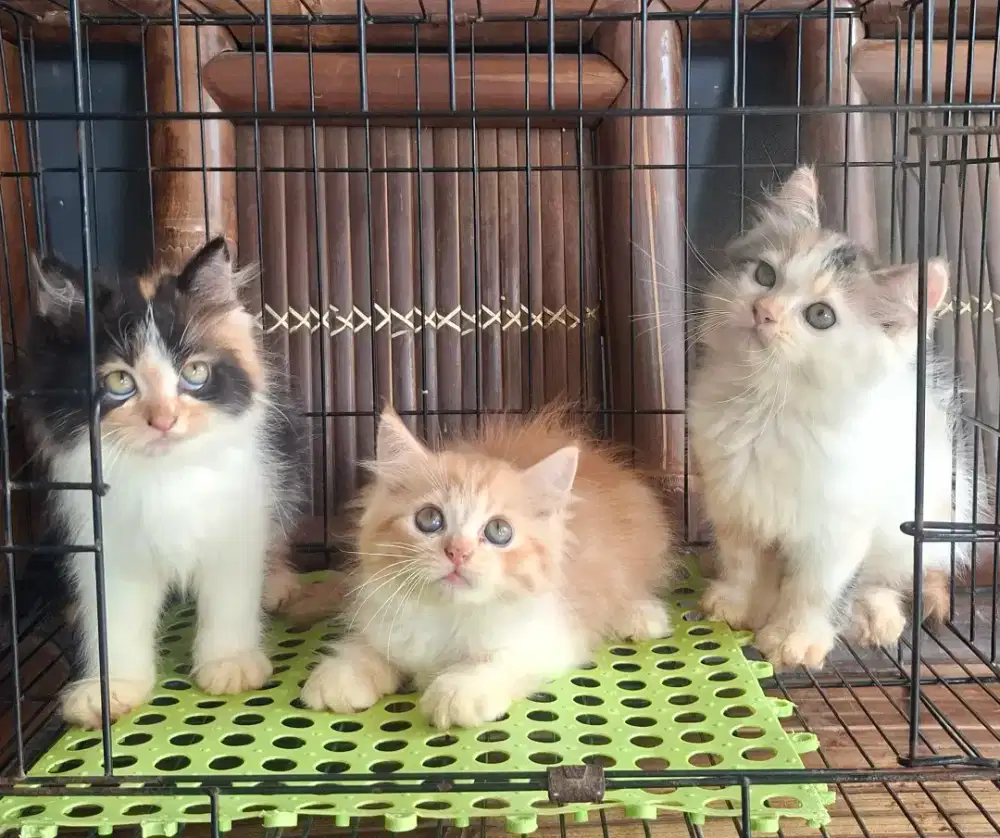 Anak kucing anggora/kitten persia betinal/kucing  persia  betina