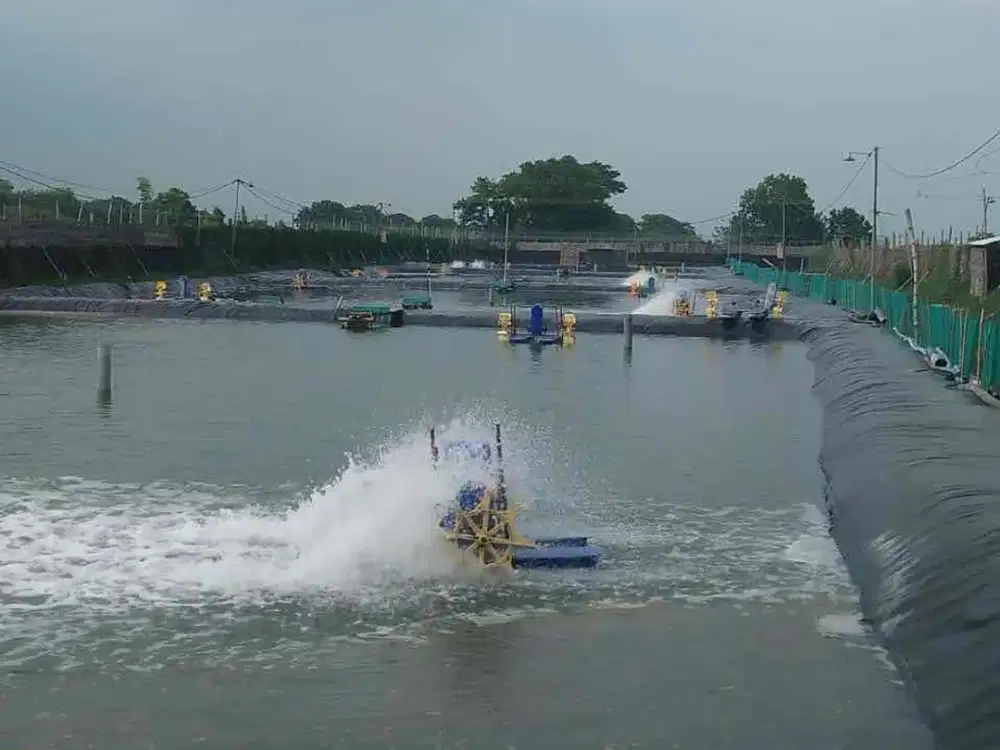 DiJual Tambak Udang Siap Pakai Komplit Dengan semua fasilitas dan bangunan di porong