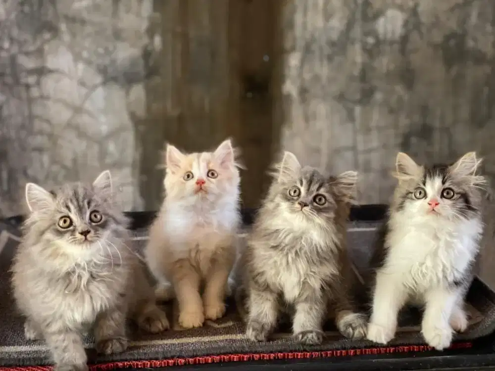 Anak kucing anggora/kitten.persia jantan/kucing persia jantan