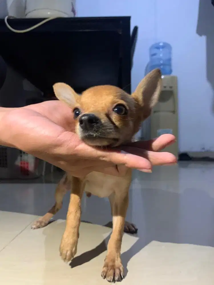 Anjing cihua hua mini