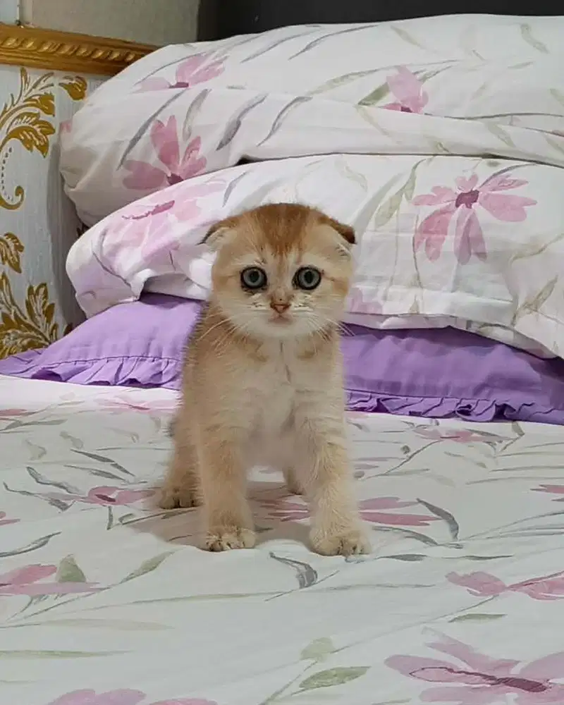 Kucing British Shorthair Golden triple fold