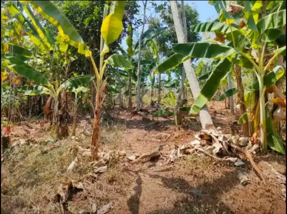 Di JUAL TANAH DEKAT BSB SEMARANG