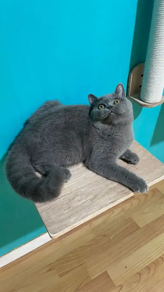 Bsh british jantan 6 bulan