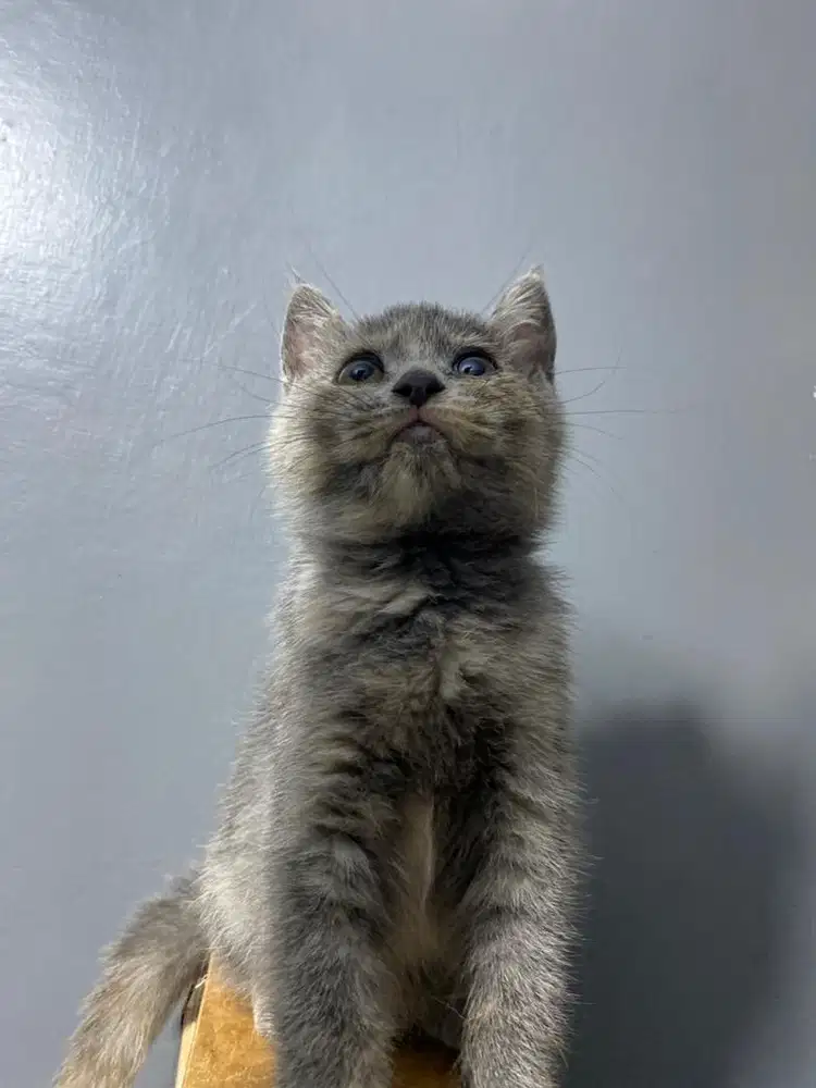 BSH TORTIE DAN CREAM