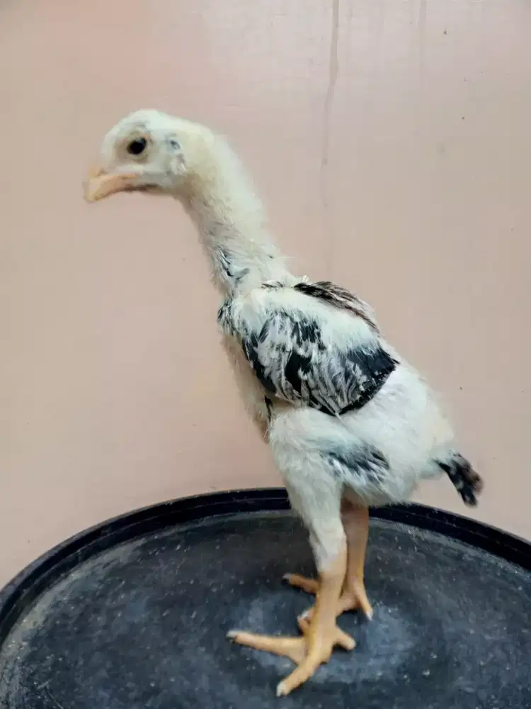 Dua ekor anakan shamo eropa x jepang