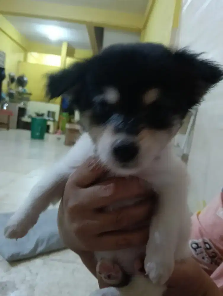 Jual anakan kintamani