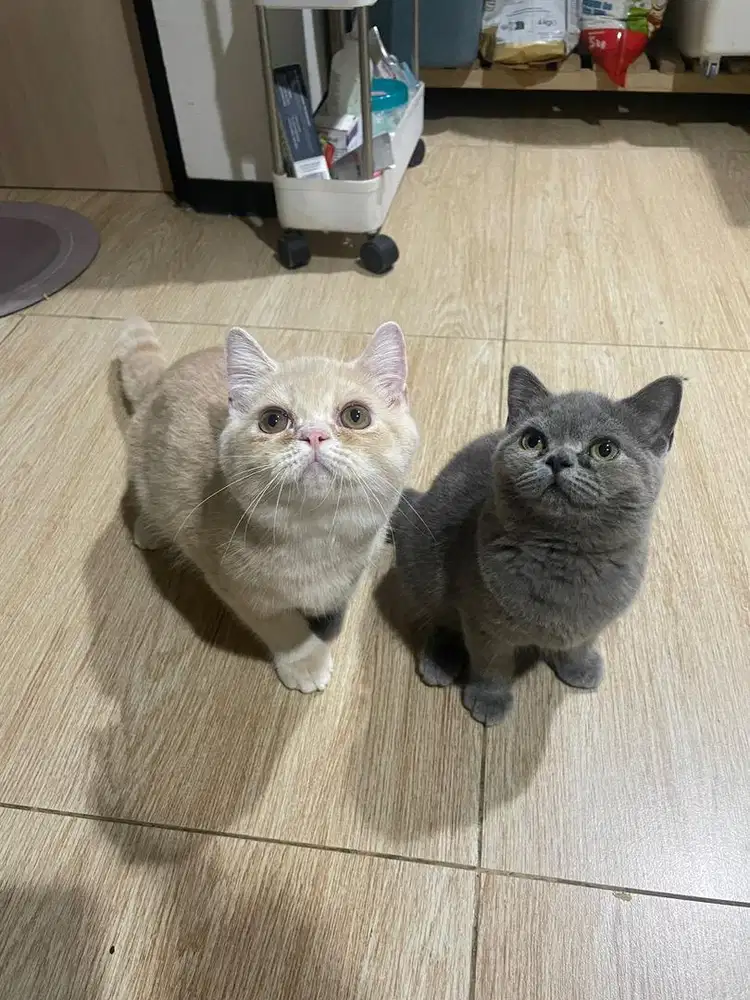 Kucing open adopt BSH british short hair kitten