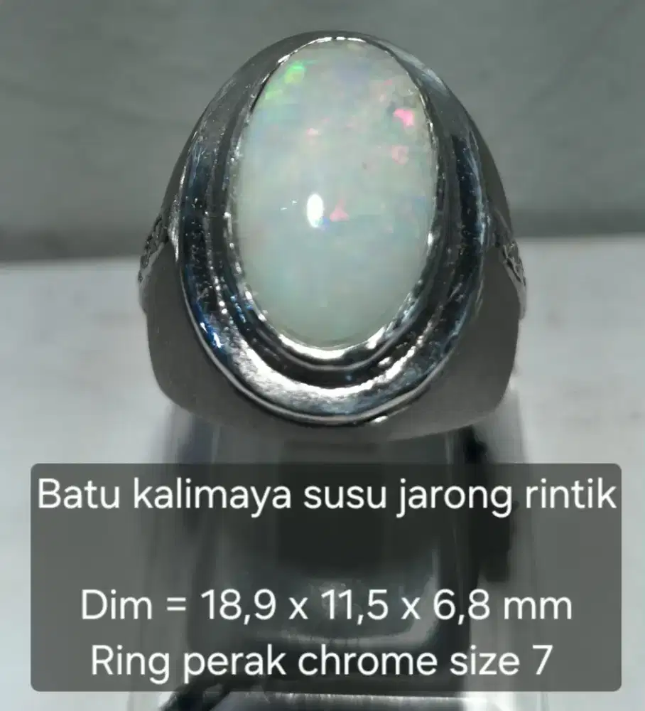 Kalimaya susu afrika jarong rintik