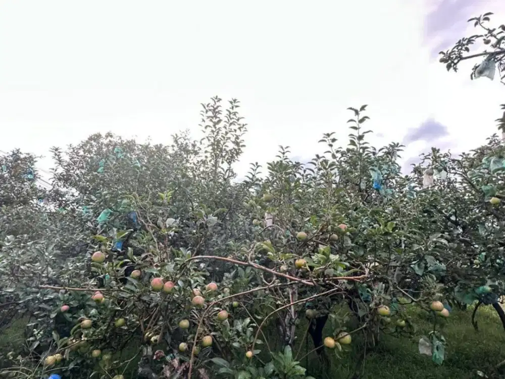 Tanah Pekarangan dan Kebun Apel View Bagus Hawa Dingin Nongkojajar Malang