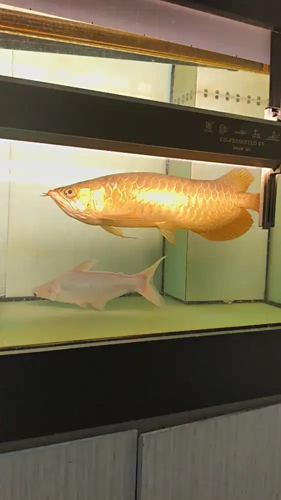 Arwana Super Red 60cm ++ chip serti