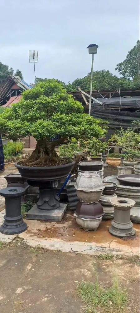 bonsai cakep kali ada yg minat