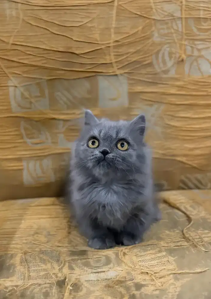 Munchkin Abu Longhair