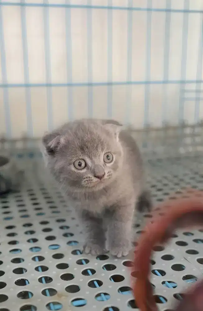 SCOTTISH FOLD BLUE SOLID